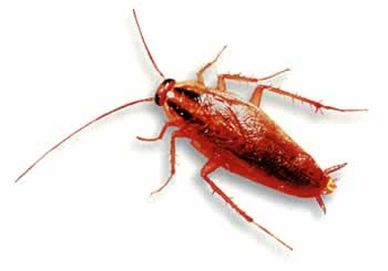 German Cockroah are a common pest in Georgia