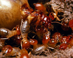 Termites are no match for Triumphant Pest Control